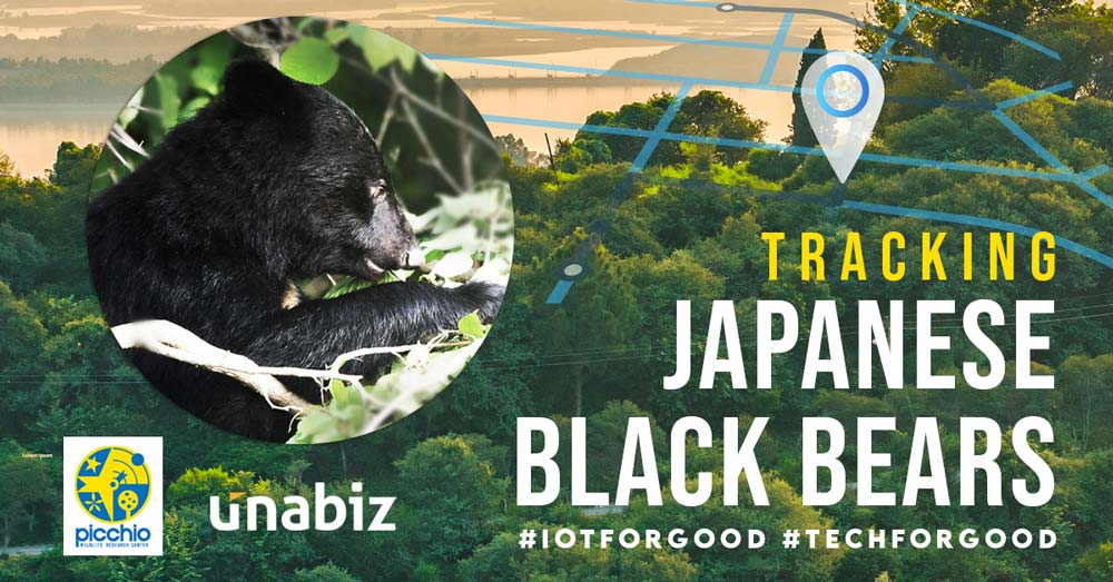 Picchio tracks Japanese Black Bears with UnaBiz